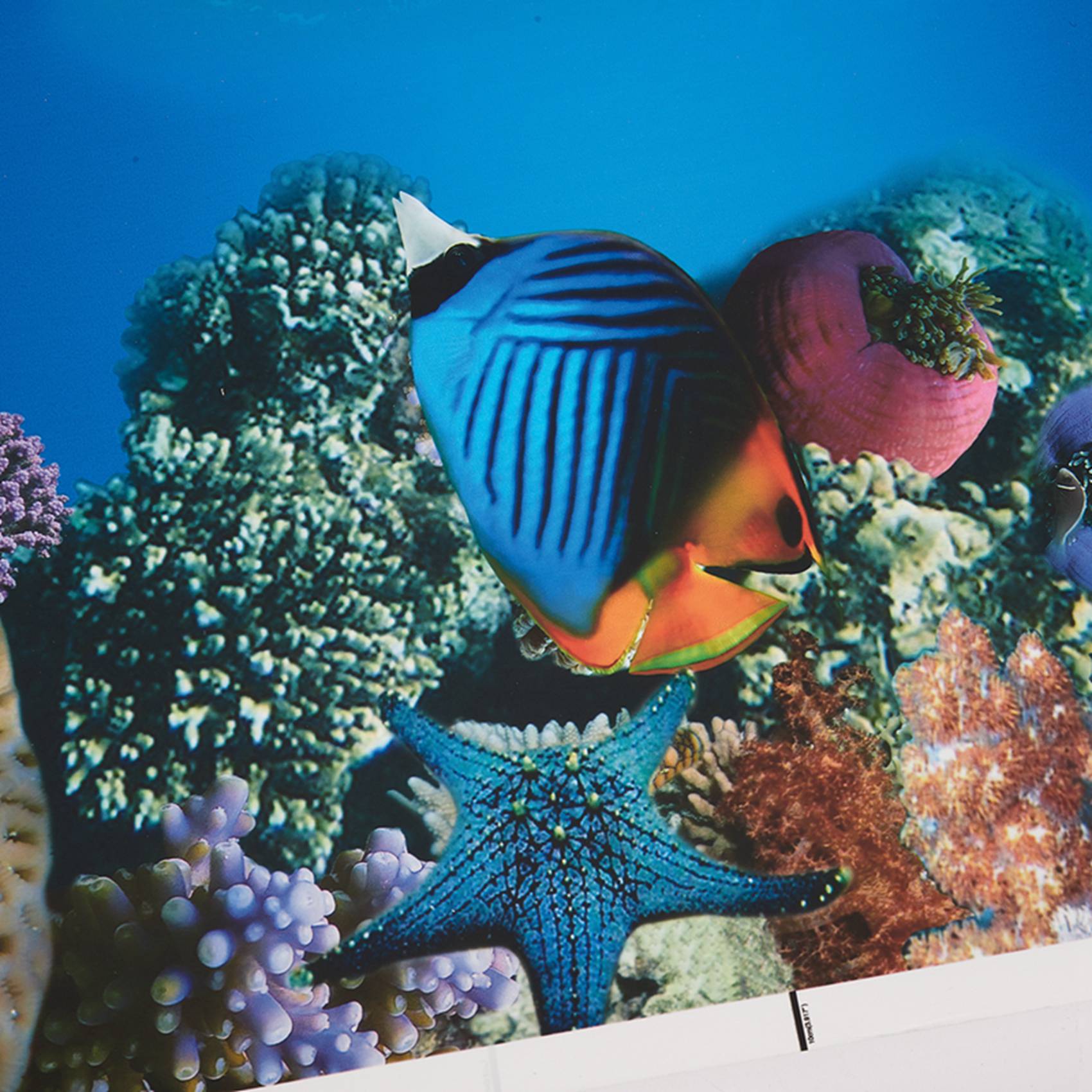 Fish In Aquarium Picture - A77i papel de fundo de aquário