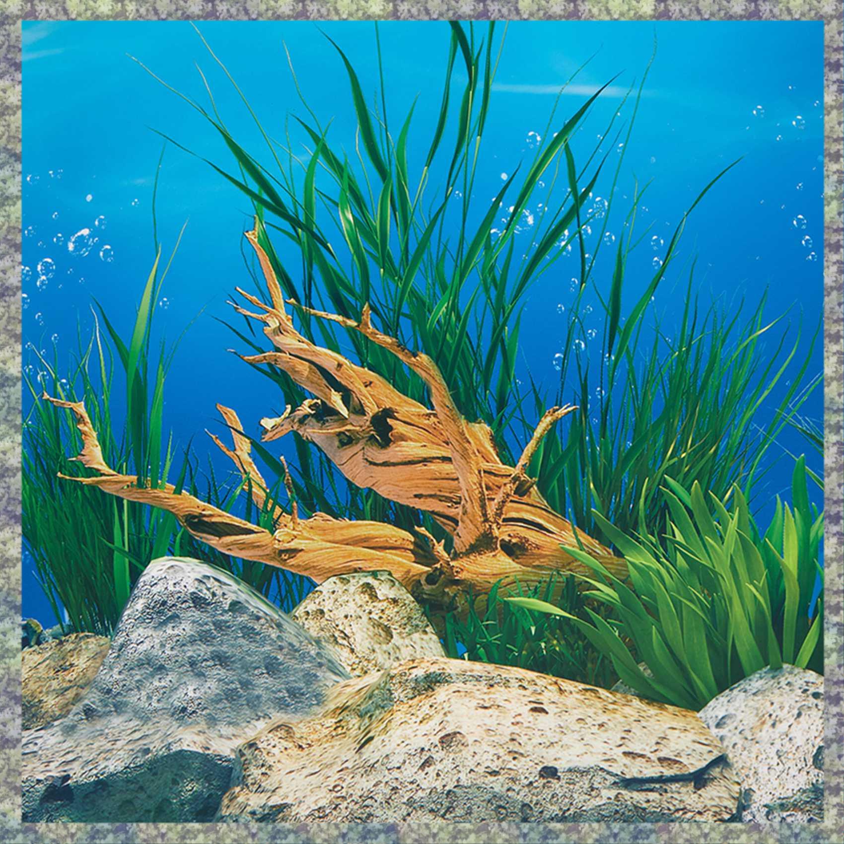 Fish In Aquarium Picture - WON papel de fundo de aquário