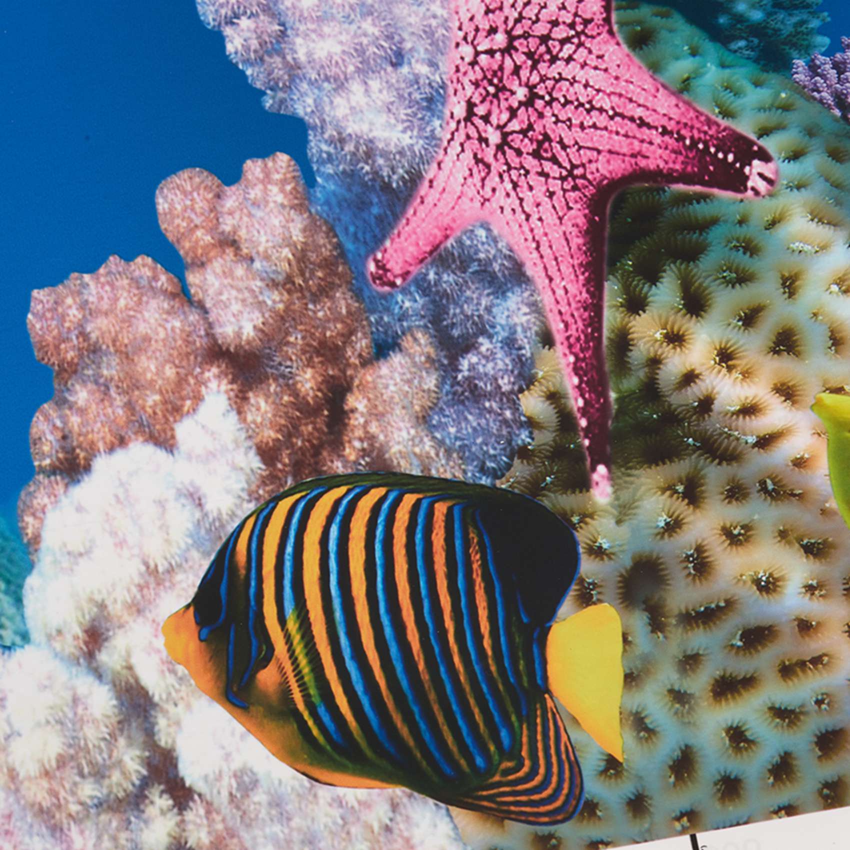 Papel de Fundo para Aquário AB - Fish In Aquarium Picture avaliação e preço
