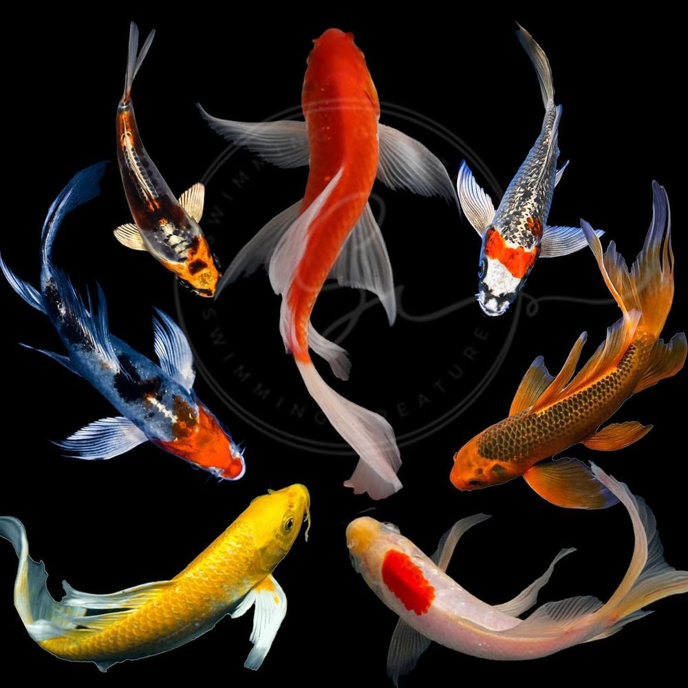 Peixes Koi Vivos em Cores Sort - Live Fish Aquarium avaliação e preço