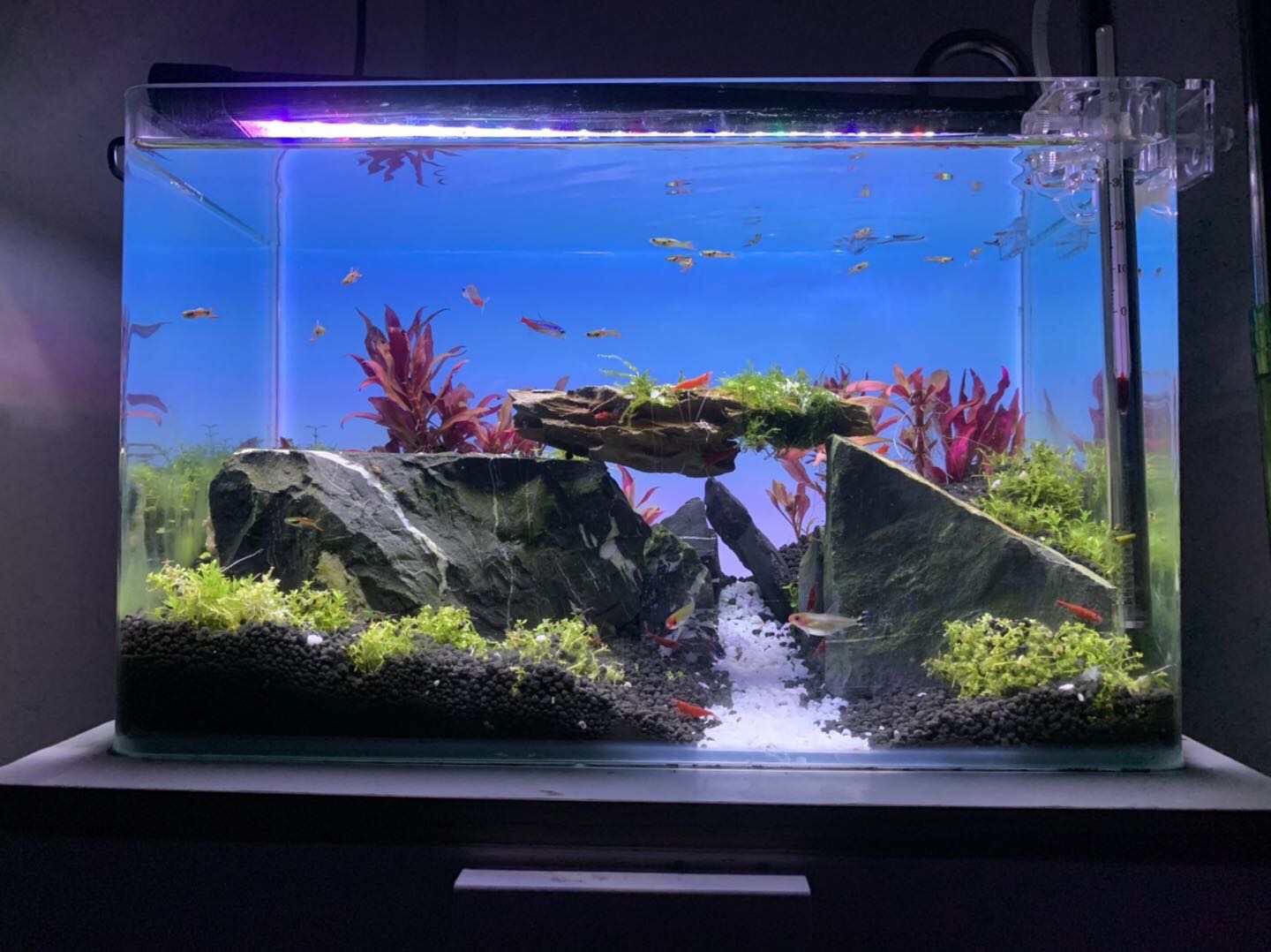 Luz de Aquário com Mudança de  - Aquarium Fish Colorful avaliação e preço