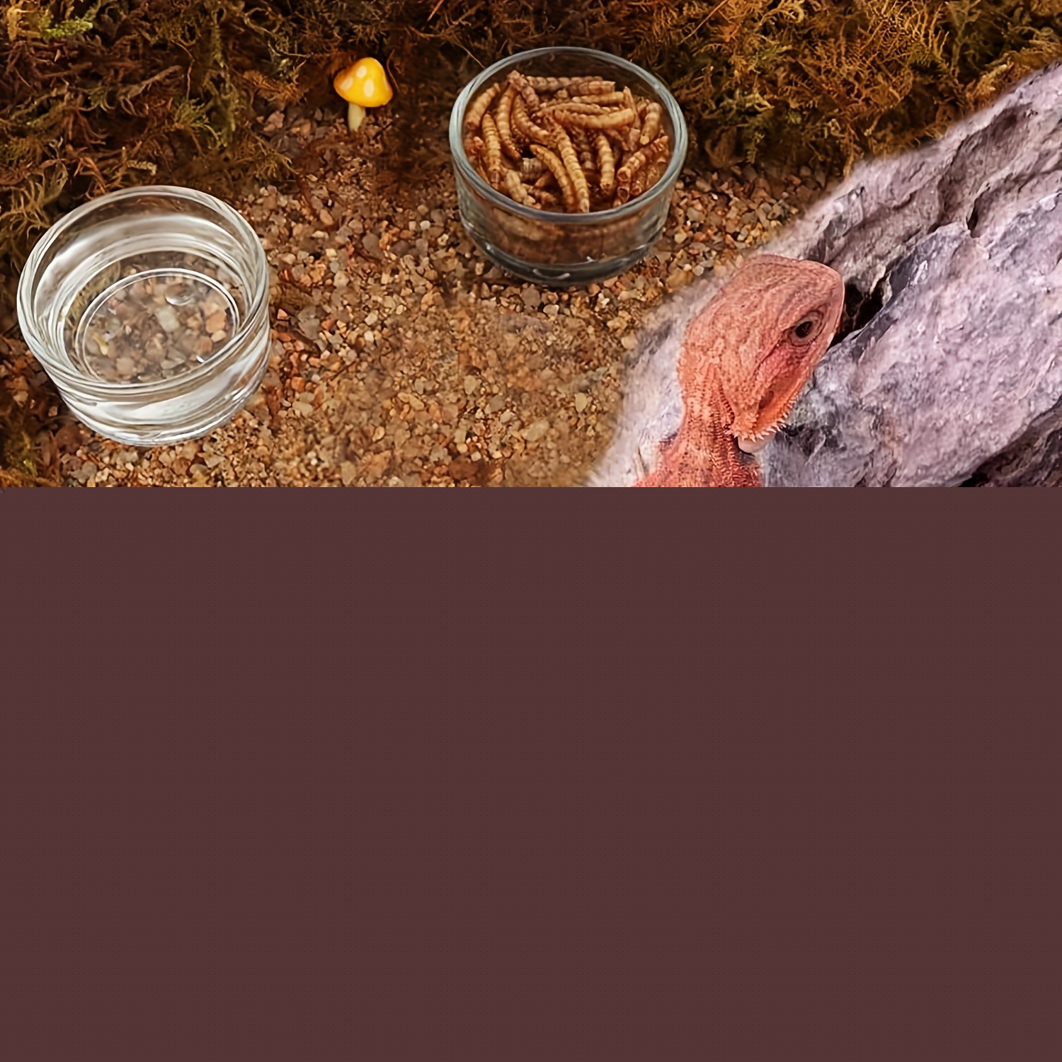 Aquário de Vidro Mini Tamanho, - Aquarium Fish Feeder avaliação e preço