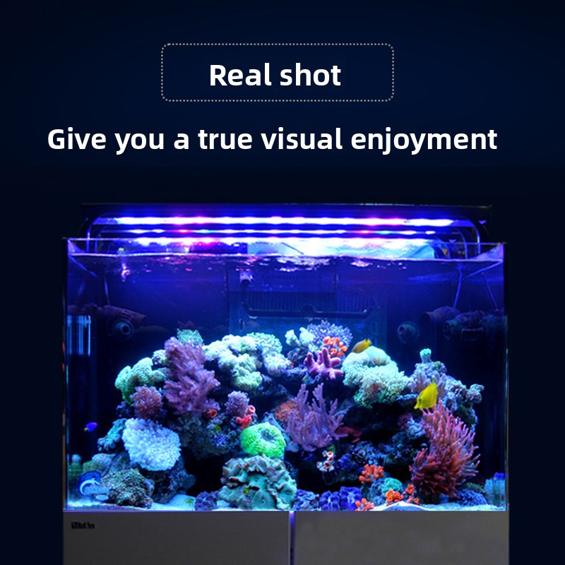 2026 Novo Aquário Profissional - Aquarium Fish And Price avaliação e preço